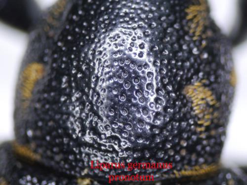 Liparus germanus